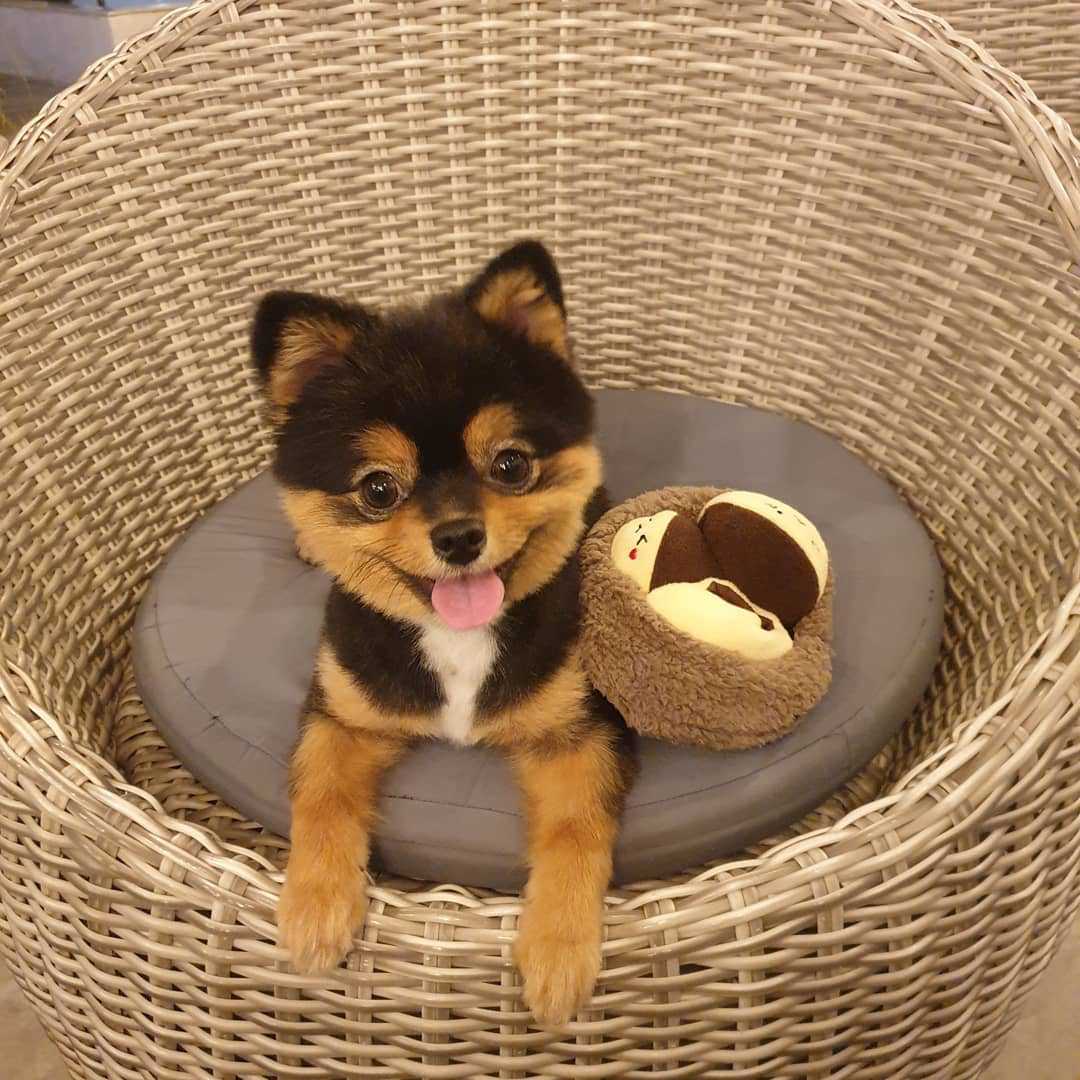 Triplets Chestnut Hide&Seek Pet Toys Set